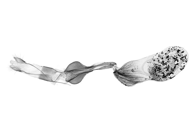 Mesoplectra hampsoni Female